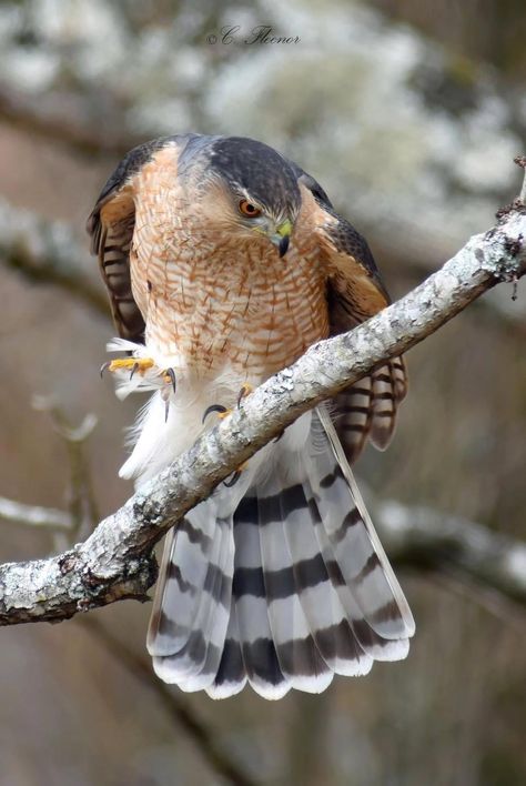 Coopers Hawk. Photography: Cindy Fleenor Cooper Hawk, Hawk Photography, Desert Mural, Coopers Hawk, Sharp Shinned Hawk, Hawk Pictures, Cooper's Hawk, Painting References, Food Chain