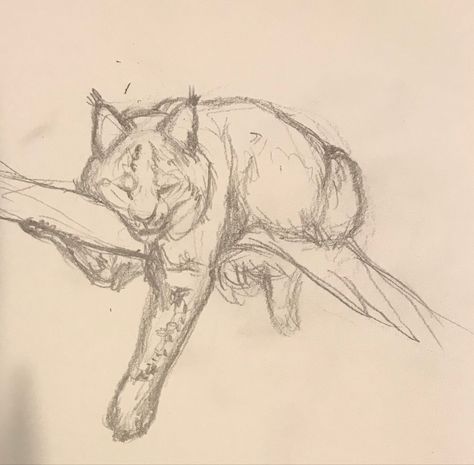 Wolf Art Poses, Cat Head Sketch, Cool Animal Drawings Sketches, Lynx Drawing Easy, Animal Study Drawing, Lynx Drawing Sketch, Lynx Sketch, Animal Sketch Ideas, Bobcat Drawing