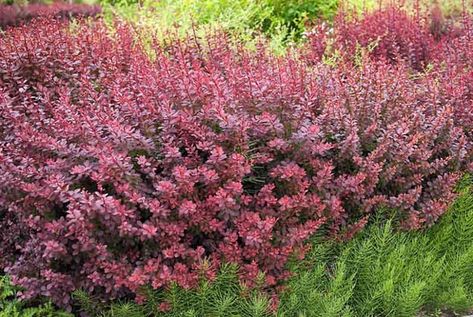 Berberis thunbergii f. atropurpurea (Purple Japanese Barberry) Purple Shrubs, Euphorbia Polychroma, Berberis Thunbergii, Japanese Barberry, Perennial Grasses, Invasive Plants, Coastal Gardens, Planting Shrubs, Plant Combinations