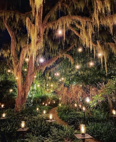 Lights In Backyard, Willow Oak, Hot Cider, Tree Lights, Forest Garden, Willow Tree, Tree Lighting, Oak Tree, Twinkle Lights