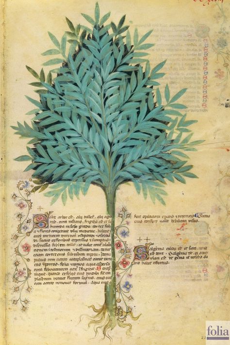 Show Animals, Sun Prints, Medieval Paintings, Tree Of Life Art, Ancient Paintings, Natural Science, Illustration Botanique, Book Of Hours, Medieval Manuscript