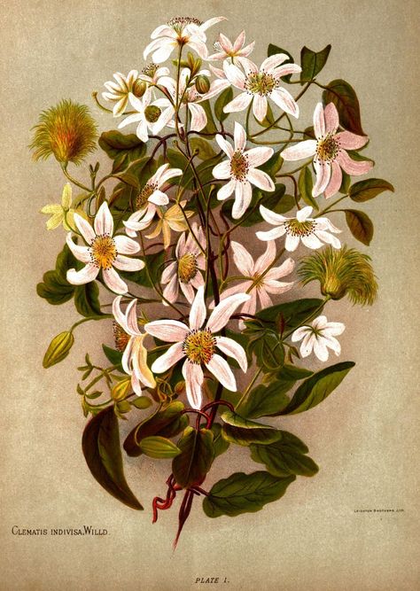 Native Flowers of New Zealand (1888) by Georgina Burne Hetley New Zealand Flora, William Robinson, White Clematis, Nz Art, Native Flowers, Art Album, Plant Drawing, Botanical Watercolor, Botanical Drawings