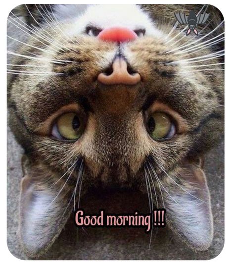 Good Morning Cats Funny, Good Morning Animals, Good Morning Cat, Good Morning Greeting Cards, Morning Cat, Good Morning Funny Pictures, Cute Good Morning Images, Funny Good Morning Quotes, Happy Good Morning Quotes