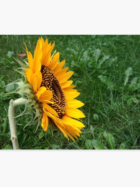 "Side view sunflower in grass" Canvas Print by Bee- | Redbubble Sunflower Side View Drawing, Sunflower Side View, Side View Drawing, Ankle Tattoos For Women, Sunflower Drawing, Daisy Tattoo, Geometric Tattoo Design, Heart Tattoo Designs, Redbubble Art