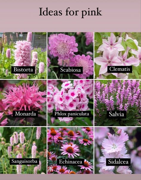 Pink Flowering Plants, Pink Perennial Flowers, Pink Garden Ideas, Planting Raised Garden Beds, Plants With Pink Flowers, Purple Flowers Garden, Flower Garden Plans, Backyard Flowers, Grasses Landscaping