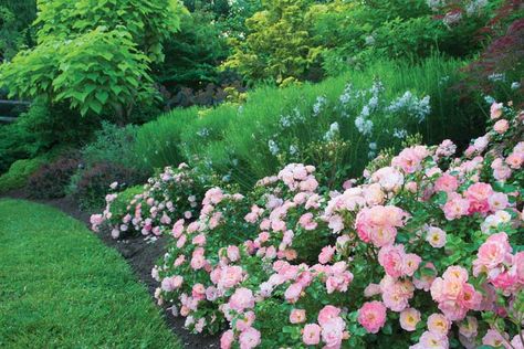 Shrubs For Borders, Drift Roses, Low Growing Shrubs, Ground Cover Roses, Garden Shrubs, Planting Roses, Rose Bush, Peach Flowers, Peach Roses