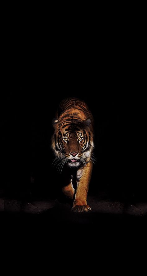 Elephant Iphone Wallpaper, Tiger Fotografie, Tiger Wallpaper Iphone, Lion Wallpaper Iphone, Tiger Photography, Animals Tattoo, Wild Animal Wallpaper, Cat Dark, Tiger Artwork