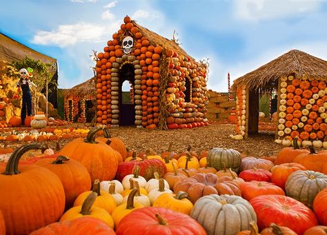 The 10 Best Pumpkin Patches Near Los Angeles - PureWow Mr Bones Pumpkin Patch, Inexpensive Dates, Pumpkin Patch Farm, Pumpkins And Gourds, Best Pumpkin Patches, At Home Dates, Mr Bones, Giant Pumpkin, Fall Containers