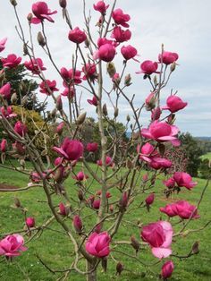 Rose Marie Magnolia: This Magnolia hybrid blooms later and longer than most. Early spring buds open to bright-pink, fragrant blooms. Deep-green foliage can be enjoyed after the flowers have fallen. Felix Magnolia Tree, Star Magnolia, Red Magnolia, Courtyard Entry, Backyard Area, Japanese Zen Garden, Magnolia Tree, Sun Perennials, Bohemian Soul