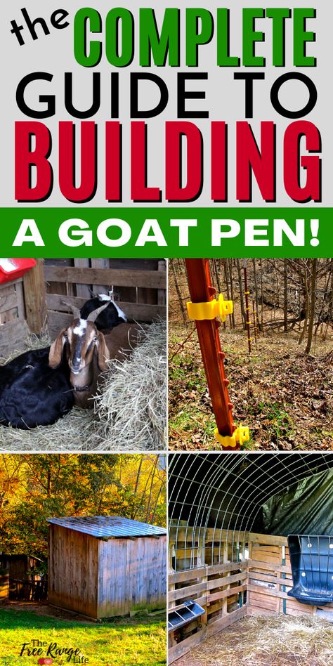 Goats Pen Ideas, How To Build A Goat Pen, What Do Goats Need, Taking Care Of Goats, Goat Pens Ideas Diy, Pygmy Goat Pen Ideas, Goat Pen Ideas Fencing, Diy Goat Pen, Pygmy Goat Pen