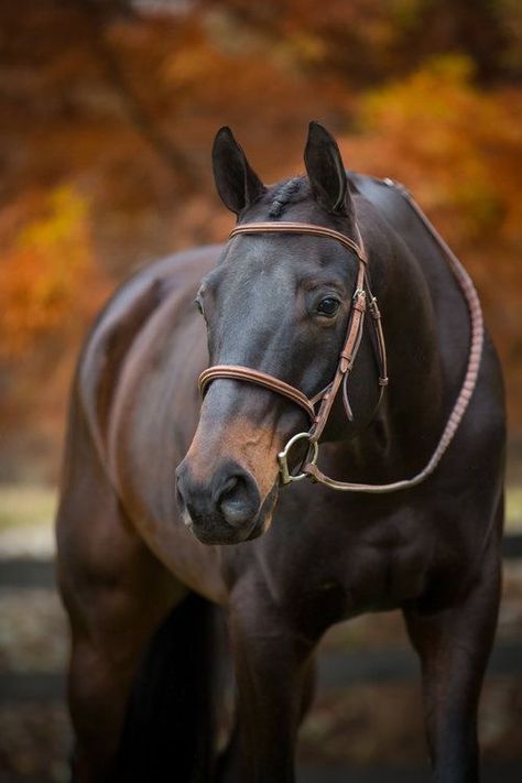 Horse Photography Poses, Show Jumping Horses, Equine Portraits, Cowgirl Magazine, Thoroughbred Horse Racing, Bay Horse, Cowgirl And Horse, Horse Aesthetic, Most Beautiful Horses