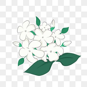 flower,jasmine,flowers,white jasmine,jasmine flower,white,green,green leaves,simple flower,simple flower design,cute flower design,hand drawn,flower clipart,hand clipart,flowers clipart,drawn clipart Flower In Hand, Flower Jasmine, Vine Drawing, Pink Flowers Background, Doodle Art Flowers, Simple Flower Design, Jasmine Flowers, Flowers Png, Drawing Clipart