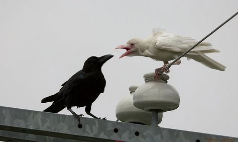 Black and white ravens Rare Albino Animals, Rwby Funny, White Crow, White Animals, Crows And Ravens, Albino Animals, White Birds, Jackdaw, Akhal Teke