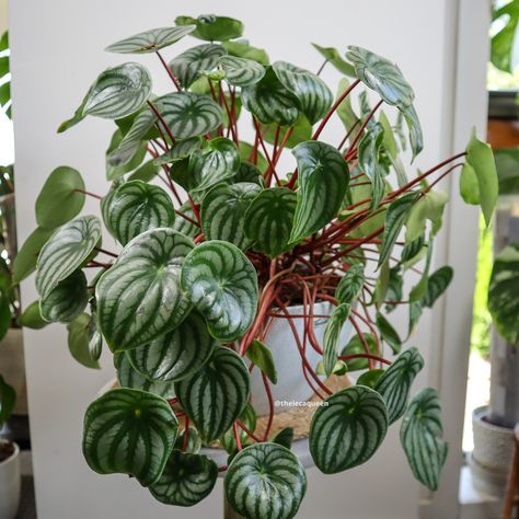 Last week I showed you my Silver Watermelon peperomia, today I show you my standard watermelon peperomia. I am digging how this plant is loving the leca clay balls. The only reason it is not bigger than this is because my kids keep damaging the very fragile leaves!!! So annoying! #watermelonpeperomia #peperomia #leca #lecaqueen #houseplants Peperomia Quadrangularis, Inside Plants, Flora And Fauna, Green Thumb, Watermelon, House Plants, Green, Plants, Instagram