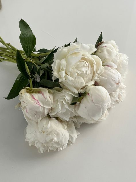 Lady Aesthetic, White Peony, Masked Man, White Peonies, Autumn Aesthetic, Blooming Flowers, Pretty Flowers, White Roses, Peonies