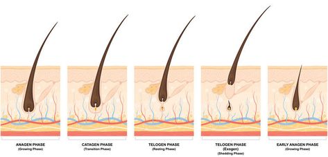 Hair Growth Cycle And Its Impact On Laser Hair Removal Hair Growth Stages, Hair Regrowth Women Remedies, Hair Regrowth Remedies, Reduce Hair Growth, Hair Regrowth Women, Diode Laser Hair Removal, Best Hair Removal Products, Laser Hair Removal Machine, Hair Growth Cycle