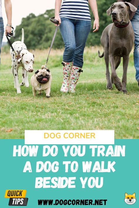 Take your walks to the next level! How do you train a dog to walk beside you? With patience and consistency, you can teach your dog to walk politely on a leash. Learn tips and tricks for leash training success. Teach Puppy To Walk On Leash, How To Train A Puppy To Walk On A Leash, Train A Dog, Dog Corner, Dogs Training, Multiple Dogs, Leash Training, Dog Brain, Dog Training Videos