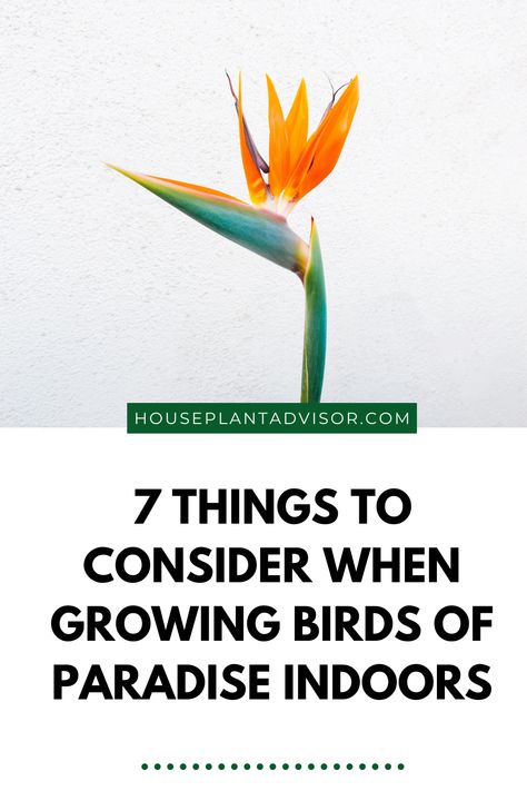 Thinking about adding a Bird of Paradise to your indoor jungle? They are massive plants that may grow over six feet tall and thrive even inside your home. Birds of Paradise would be a great focal point, especially if you want something striking and powerful. Here are some things to think about if you decide to add them to your home. Bird Of Paradise Plant Indoor Decor, White Birds Of Paradise Plant, Bird Of Paradise Plant Indoor, Birds Of Paradise Plant, Bird Of Paradise Plant, Paradise Plant, Indoor Jungle, Elephant Ears, Plant Decor Indoor