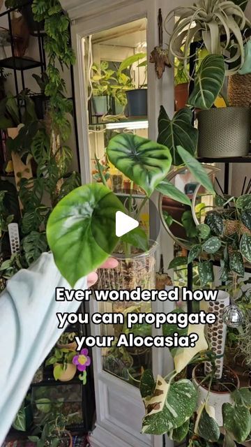 14K views · 1.5K likes | Robbin Jacobs | Houseplant care & tips on Instagram: "Time to go corm hunting! 🪴

Propagating an Alocasia goes a little bit different then most plants. Alocasia are grown from corms, which are kinda like "bulbs". They grow beneath the soil, near the roots of the plant.

These corms store nutrients and energy for the plant to grow. Roots and new shoots sprout from these corms. You can leave them attached to the plant to grow it more fuller, or seperate them and grow yourself another plant 😯

Whenever I'm planting corms, I use a mix of sphagnum moss and perlite. Keep them in a warm, humid spot and provide them with lots of light. I prefer to use a grow light for that extra support 💡

—Have you ever grown an Alocasia from corm? Which medium do you prefer to grow th Houseplant Care, Sphagnum Moss, Instagram Time, House Plant Care, Grow Light, Time To Go, House Plant, Grow Lights, The Roots