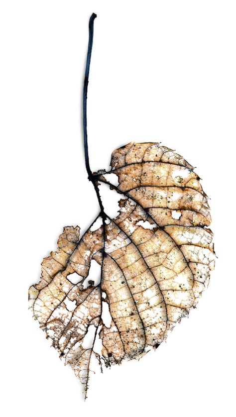 Autumn Whispers, Decay Art, Leaf Skeleton, Natural Form Art, Growth And Decay, Natural Form, Watercolor Leaves, A Level Art, Gcse Art