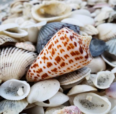 Alphabet cone shell Hebrew Cone Shell, Shell Pictures, Shell Hunting, Interesting Creatures, Cone Shell, Personal Aesthetic, Beach Glass, Beach Aesthetic, Abalone Shell