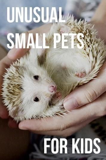 undefined Cute Small Pets To Have, Unique Pets To Own, Best Pets To Have, Cool Pets To Own, Small Pets To Own, Good Pets For Kids, Small Pets For Kids, Pets For Kids, Best Pets For Kids