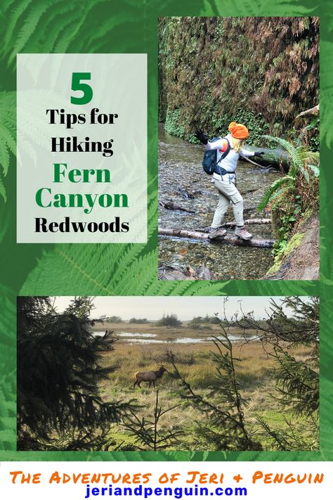 Planning a hike in the Redwoods? Get our 5 tips for hiking Fern Canyon. Fern Canyon, West Coast Travel, Hiking Snacks, Oregon Road Trip, The Redwoods, Before Sunset, Rv Travel, National Park Service, Hiking Trails