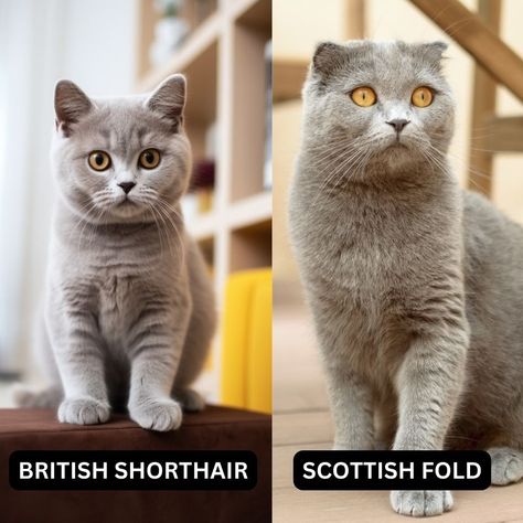 British Shorthair Cat Scottish Fold Mix: Unveiling Surprising Facts About This Unique Cat Breed Scottish Short Haired Cat, Scottish Fold Cat Long Hair, Kitten Scottish Fold, Scottish Fold Cat Kittens, Scottish Fold Kittens, Cat Ownership, Beautiful Cat Breeds, Plush Coat, British Shorthair Cats