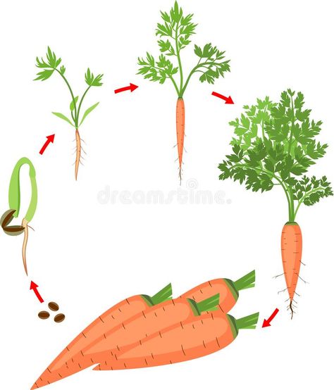 Life cycle of carrot plant. Stages of growth from seed and sprout to harvest. Isolated on white background royalty free illustration Carrot Plant, Carrot Growth Stages, Life Cycle, Carrot Illustration, Carrot Drawing, Plant Life Cycle Worksheet, Flower Life Cycle, Cycle Drawing, Plants Worksheets