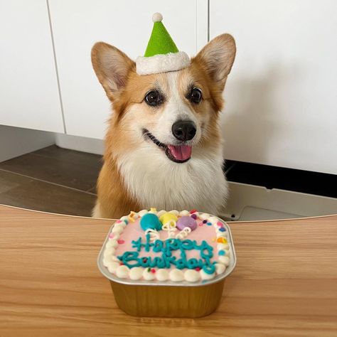 Happy Birthday Corgi, Birthday Meme Dog, Dog Birthday Wishes, Dog Birthday Pictures, Corgi Videos, Corgi Birthday, Birthday Dogs, Birthday Corgi, Birthday Ecard