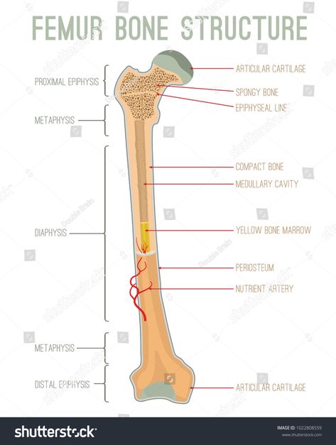 Femur bone structure. Human health concept useful for medical, anatomy and biology educational poster design. Vector illustration with detailed information isolated on a white background.medical#concept#biology#anatomy Femur Bone Anatomy Drawing, Femur Bone Drawing, Educational Poster Design, Human Bone Structure, Bones Human, Skeletal System Anatomy, Biology Anatomy, Emt Study, Science Diagrams