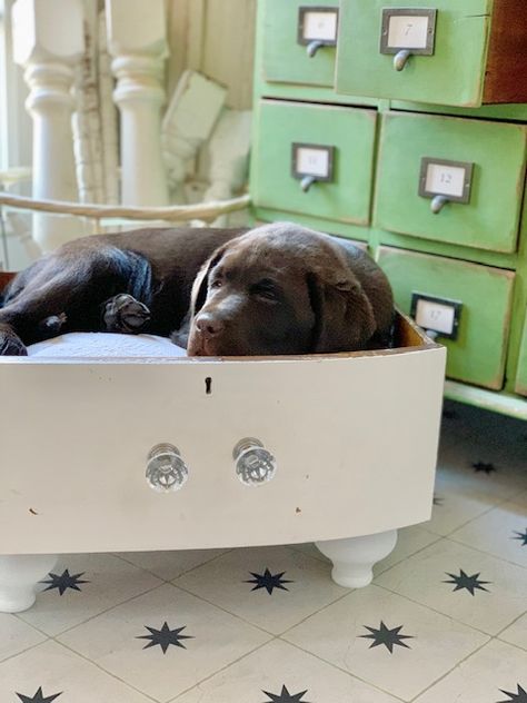 Drawer Dog Bed, Diy Wall Basket Decor, Diy Wall Basket, Wall Basket Decor, Summer Mantel, Cute Dog Beds, Diy Pet Bed, Chocolate Lab Puppies, Make A Wreath