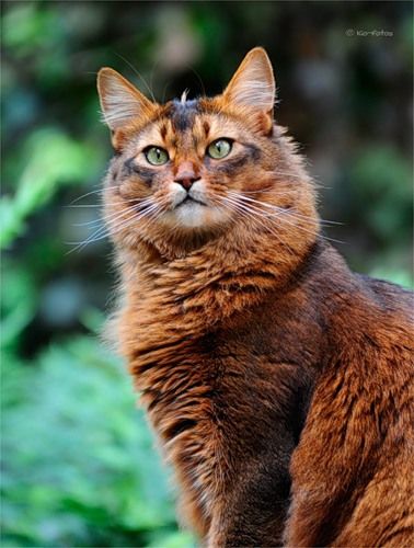 Magnifique!!!! Somali Cats, Somali Cat, Cat Poses, House Cats, Exotic Cats, Siberian Cat, Gorgeous Cats, Silly Cats Pictures, Instagram Videos