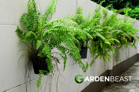 Complete Guide to Boston Ferns: How to Grow & Care For Them Bowl Planter Ideas, Vertical Garden Wall Planter, Potted Ferns, Indoor Plant Wall, Vertical Garden Indoor, Future Garden, Bowl Planter, Boston Fern, Pothos Plant