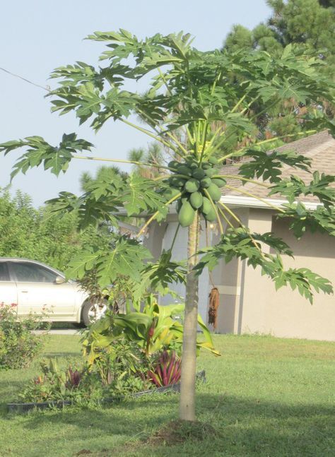 Growing Papaya, Caribbean Fruits, Hawaiian Fruit Salad, Grow Papaya, Hawaiian Fruit, Papaya Plant, Seed Growing, Papaya Tree, Garden Tropical