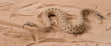 Sidewinder James Bond Girls, Desert Animals, Snake Venom, Tiny Turtle, Dangerous Animals, Beautiful Snakes, Bond Girls, Reptiles And Amphibians, Animals Images