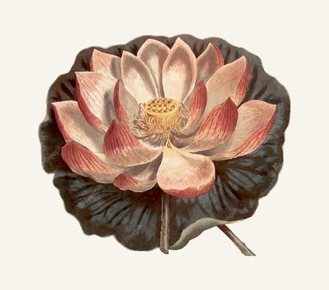 Premium Vector | Vintage illustration of a lotus flower Flower Illustration Design, Lotus Flower Illustration, Indian Lotus, Lilies Drawing, Missouri Botanical Garden, Scientific Illustration, Botanical Drawings, Plant Illustration, Botanical Flowers