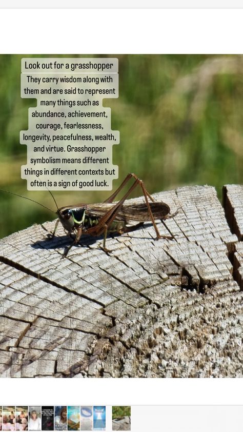 I was fortunate enough to capture this beautiful grasshopper. It was still long enough for me to take its photo. Spiritual meaning - They carry wisdom along with them and are said to represent many things such as abundance, achievement, courage, fearlessness, longevity, peacefulness, wealth, and virtue. Grasshopper symbolism means different things in different contexts but often is a sign of good luck. Grass Hopper Spiritual Meaning, Grasshopper Symbolism, Grasshopper Meaning, Grasshopper Spiritual Meaning, Dragonfly Meaning Spiritual, Spiritual Cards, Spiritual Animals, Dragonfly Meaning, Green Grasshopper