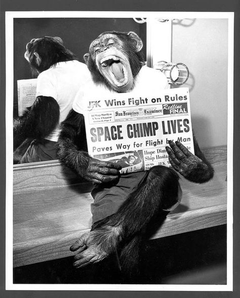 Space Chimp Lives! Chimp HAM (Holloman Aerospace Medical Center) holds newspaper "talking" about his safe return to Earth, 1961. Flight lasted 16 m. and 39 s. Thomas Carlyle, Rare Historical Photos, Madame Tussauds, A Monkey, Pose For The Camera, Space Program, Historical Pictures, Space Exploration, Black And White Photographs