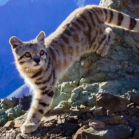 BIG CATS WILDLIFE on Instagram: “The very rare and mesmerising Andean Mountain 🐱 Cat. . . 📷 Photo by ©Christian Sepulveda C. . . A small wild cat native to the high Andes…” Small Wild Cats, Small Cat, Wildlife Conservation, Big Cats, Wild Cats, A Cat, Rocky, Feline, Kittens