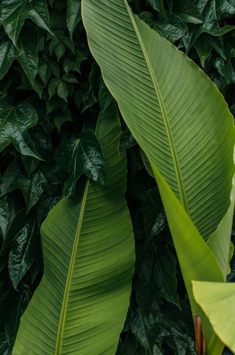 Banana Tree Wallpaper, Foliage Art, Boho Backyard, Green Inspo, Leaves Photography, Aesthetics Photography, Best Wallpaper Hd, Tropical Flower Plants, Leaf Photography