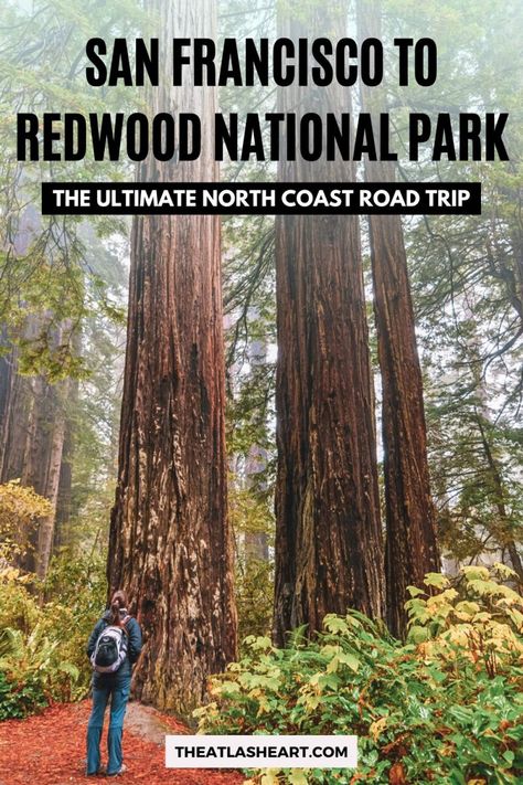 A hiker in a backpack seen from behind as they stand on a path gazing up at a tall redwood tree, with the text overlay, "San Francisco to Redwood National Park." California Beach Towns, San Francisco Road Trip, Northern California Road Trip, Humboldt Redwoods State Park, California Coast Road Trip, Stinson Beach, Ultimate Road Trip, Redwood National Park, Beach Towns