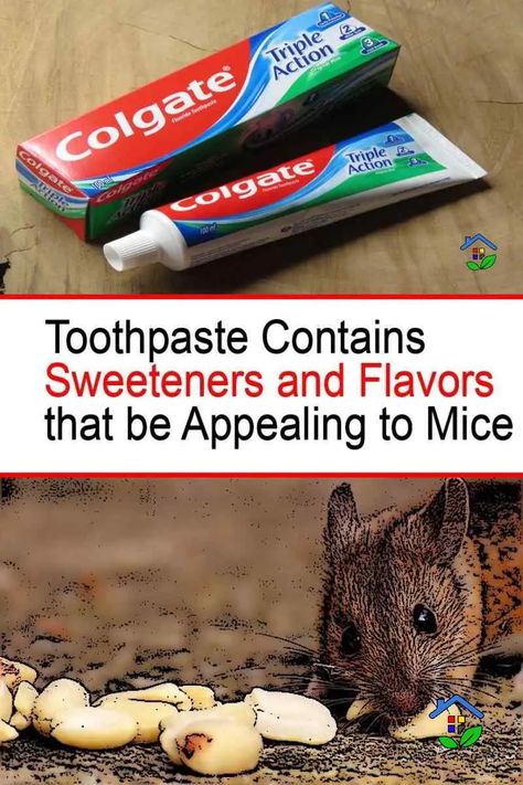 The Surprising Power of Toothpaste: How to Catch Mice and Rats Safely and Effectively How To Get Blood Out Of Clothes, Electric Rat Trap, Diy Mice Repellent, Mouse Deterrent, Mouse Poison, How To Deter Mice, Getting Rid Of Rats, Rat House, Appalachian People