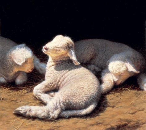 Nancy Howe on Instagram: ““Lullaby”, oil on linen, 17 x 19, from archives.  #oilpainting #contemporaryart #traditionalart #animalart #lambs #lambsofinstagram…” Lamb Painting, Representational Art, Academic Art, Oil Painting Portrait, Paintings I Love, Art Appreciation, Wildlife Animals, Old Art, Traditional Art