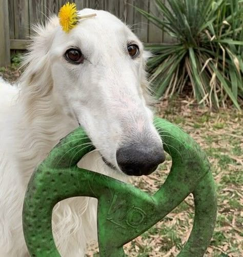 Borzoi Dog Funny, Funny Borzoi, Borzoi Cute, Animal Pfp Funny, Borzoi Puppy, Borzoi Dog, Big Dog Breeds, Pet Organization, Long Nose