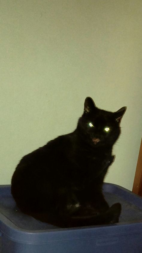 Écho my evil black cat ;) I love her to pieces! My flash startled her more than anything... Evil Black Cat, Black Cat Funny, Cat Funny, About Cats, I Love Her, Funny Cats, Black Cat, Love Her, Flash