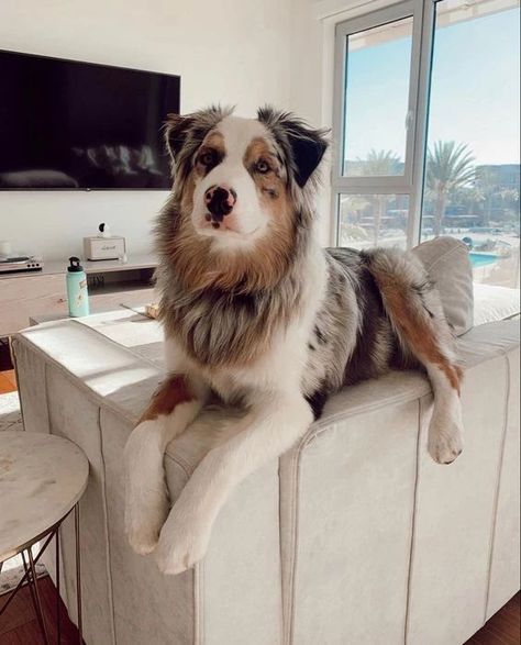 Adorable Australian Shepherd Dog Big Dogs Breeds, Biggest Dog In The World, Biggest Dog, Preppy Dog, Cute Dogs Images, Aussie Puppies, Aussie Dogs, Dogs Breeds, Giant Dogs