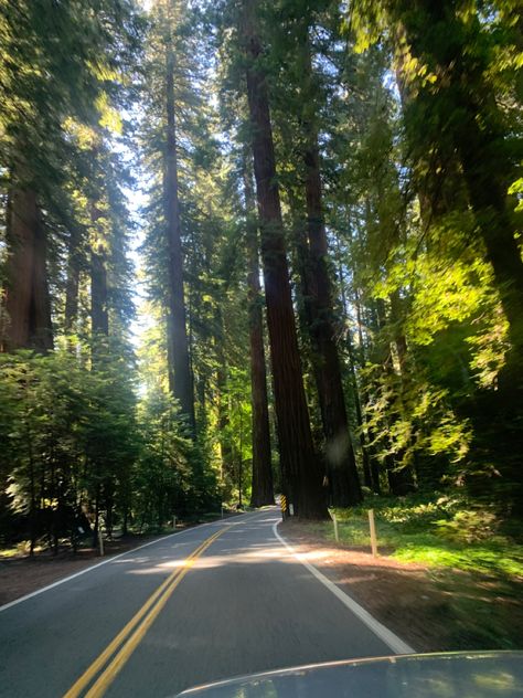 West Coast Road Trip Aesthetic, West Coast Summer, West Coast Aesthetic, Pnw Aesthetic, Coast Redwood, Center Parcs, Adventure Girl, The Redwoods, Outdoor Aesthetic