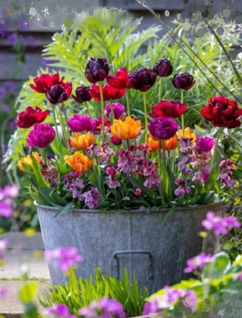 Spring Garden Decor, Spring Gardens, Sarah Raven, Potted Plants Outdoor, Spring Flowering Bulbs, Garden Containers, Spring Bulbs, Plant Combinations, Planting Bulbs