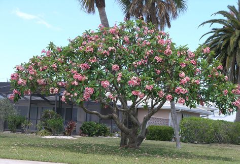 Frangipani Tree, Plumeria Tree, Exterior Garden, Florida Plants, Tropical Backyard, Garden Posts, Plumeria Flowers, Landscape Elements, Native Garden